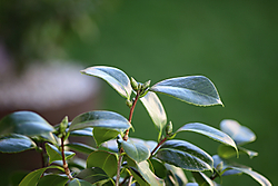 DPP_0351.JPG