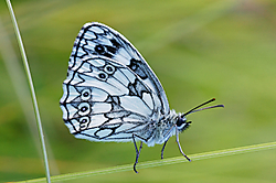 DSC03137.jpg