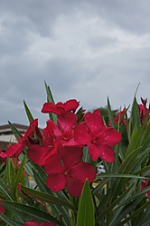 DSC03667.JPG
