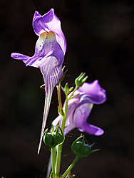 DSC04038.jpg