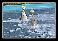 Delfines_pelotas_2.jpg