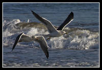Dos_gaviotas.jpg