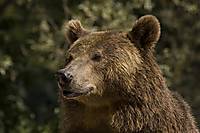 El_Oso_2.jpg