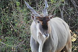 Eland1.JPG
