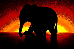 Elefante10.JPG
