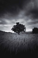 En_el_Campo_bn.jpg