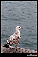 F-Gaviota.jpg