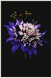 FLOR-MARCO.jpg