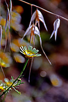FLOR_4_.JPG