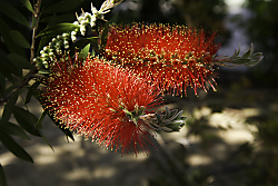 FLOR_ABRIL_2.jpg