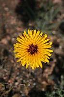FLOR_SILVESTRE_5.jpg
