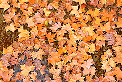 FOTOS_DE_CAMPO_009.JPG