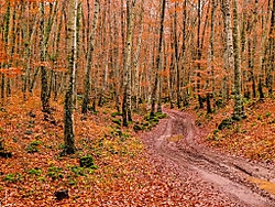 Fageda_42977.jpg