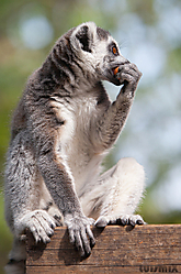 Faunia_2012_0151_1.jpg