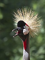 Faunia_39_HDTV_1080_.jpg