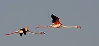 Flamenco-7885.jpg
