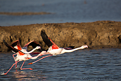 FlamencosRevueltos.jpg