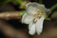 Flor10.jpg