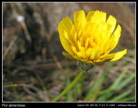 Flor_abriendose_01.jpg