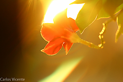 Flor_contraluz_1.jpg
