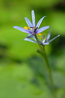 Flor_de_Heteranthera_Zosterifolia02_5Ago2008.jpg