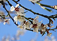 Flor_de_almendro_III.JPG