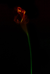 Flor_de_humo_GAP.jpg