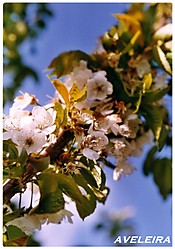 Flores_2.JPG