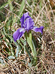 Flores_en_la_coma7.jpg