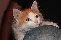 GATO28.JPG