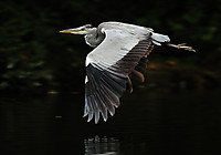 Garza-0583c.jpg