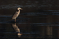 Garza-Real-1265.jpg