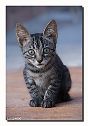 Gatito7.jpg