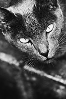 Gato14.jpg