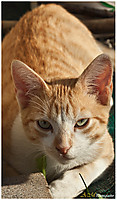 Gato24.jpg