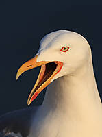 Gaviota-Patiamarilla-0471.jpg