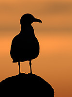 Gaviota0600.jpg