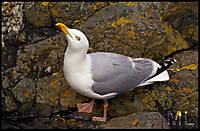 Gaviota_Inglaterra_r1.jpg