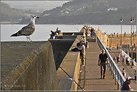 Gaviota_en_el_puerto_de_Lastres.jpg