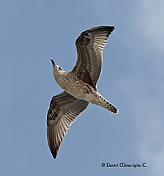 Gaviota_patiamarilla_pollo_05.jpg