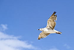 Gaviota_vuelo_web1.jpg