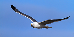 Gaviotas11.jpg