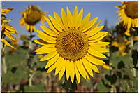 Girasol_01bjmrd.jpg