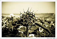 Girasoles6.jpg