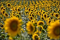 Girasoles8.jpg