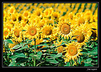 Girasoles_II.jpg