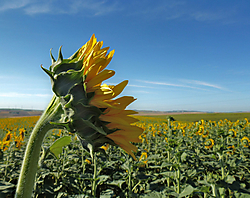 Girasoles_aceiteros_Bokeh_.jpg