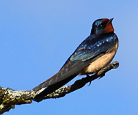 Golondrina-Comun.jpg