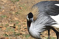 Grulla_coronada_1_HDTV_1080_.JPG