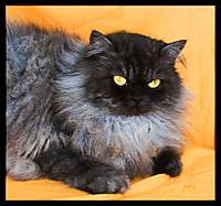 Guapet_n_1024x768_.jpg